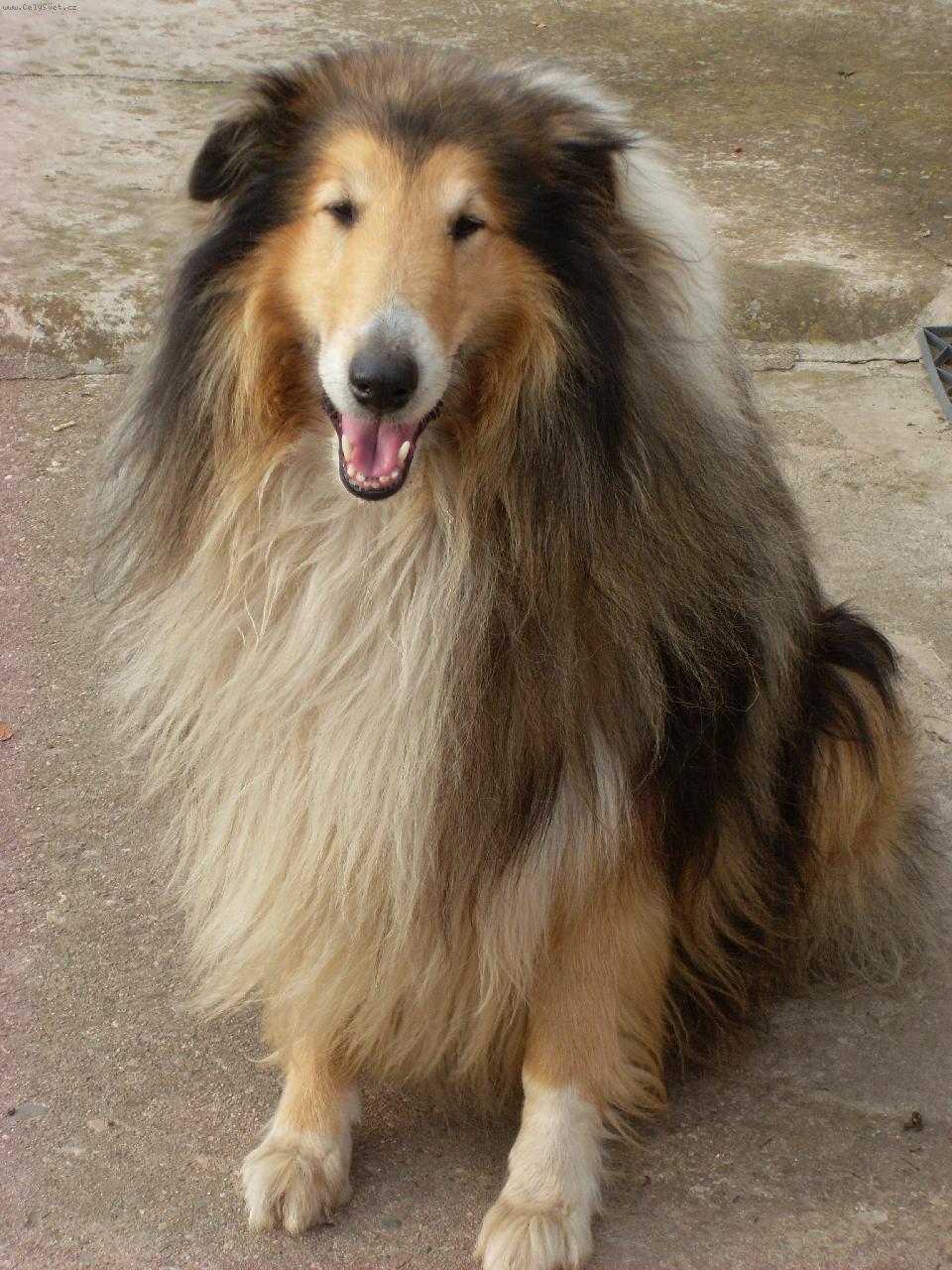 Foto: Vanes Gold Vl�� �leb