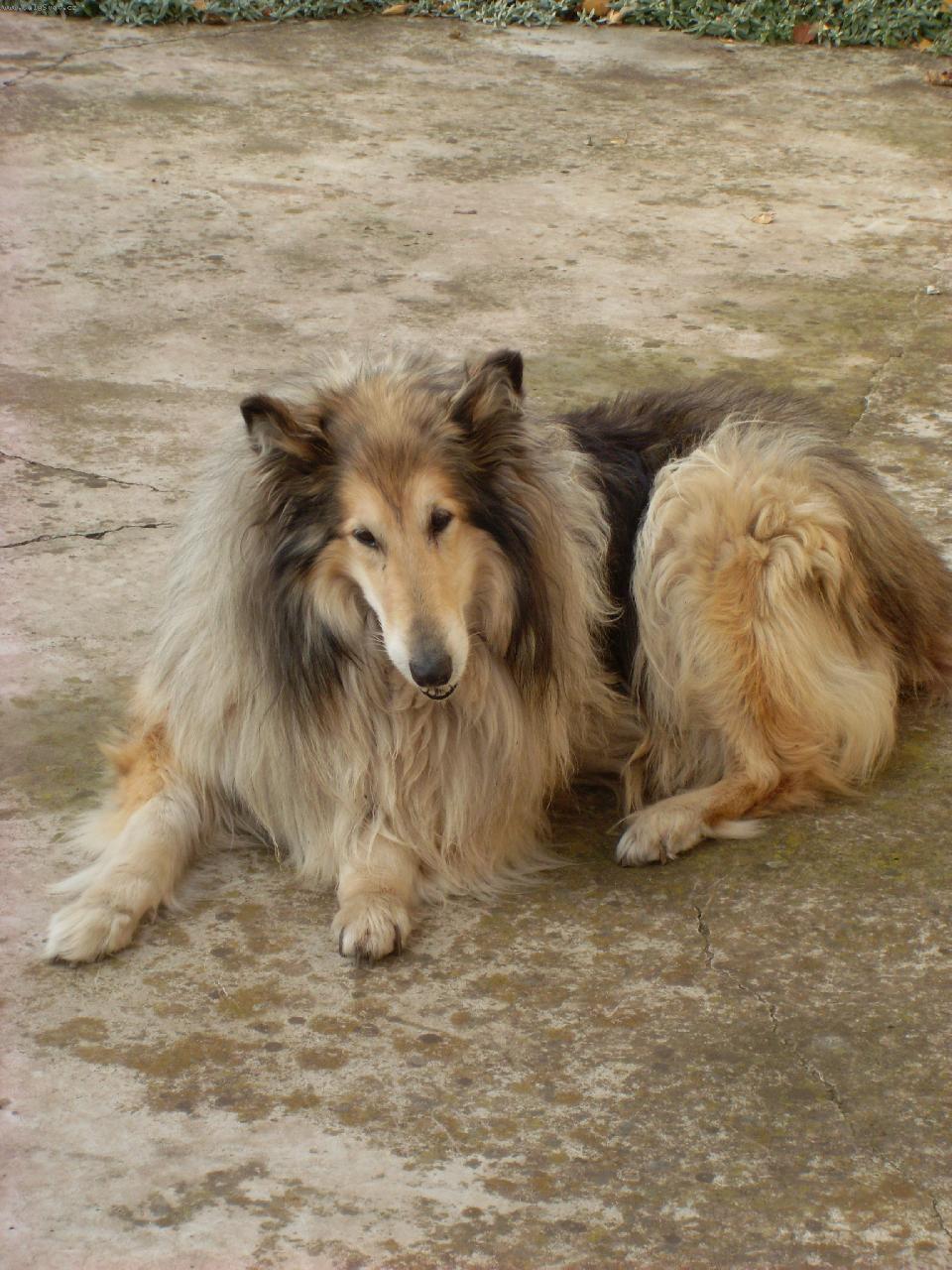 Foto: Lassie