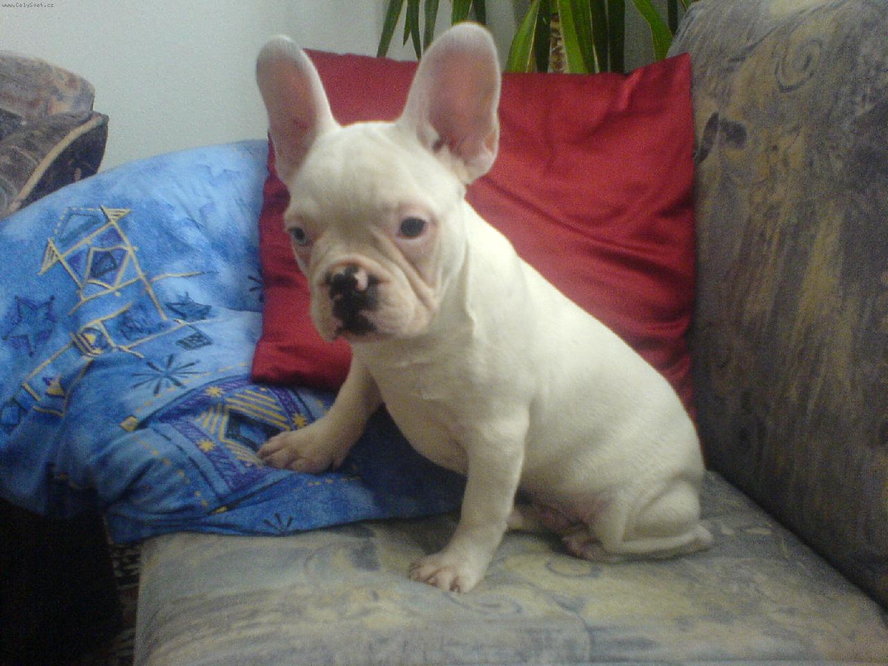 Foto:  Albi-�t�n�tko-Abych t� l�pe sly�el!