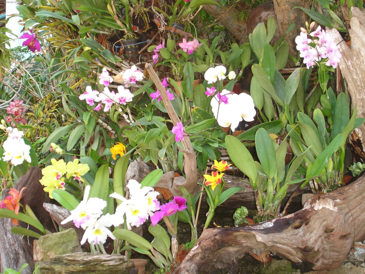 Foto: v p��rod�