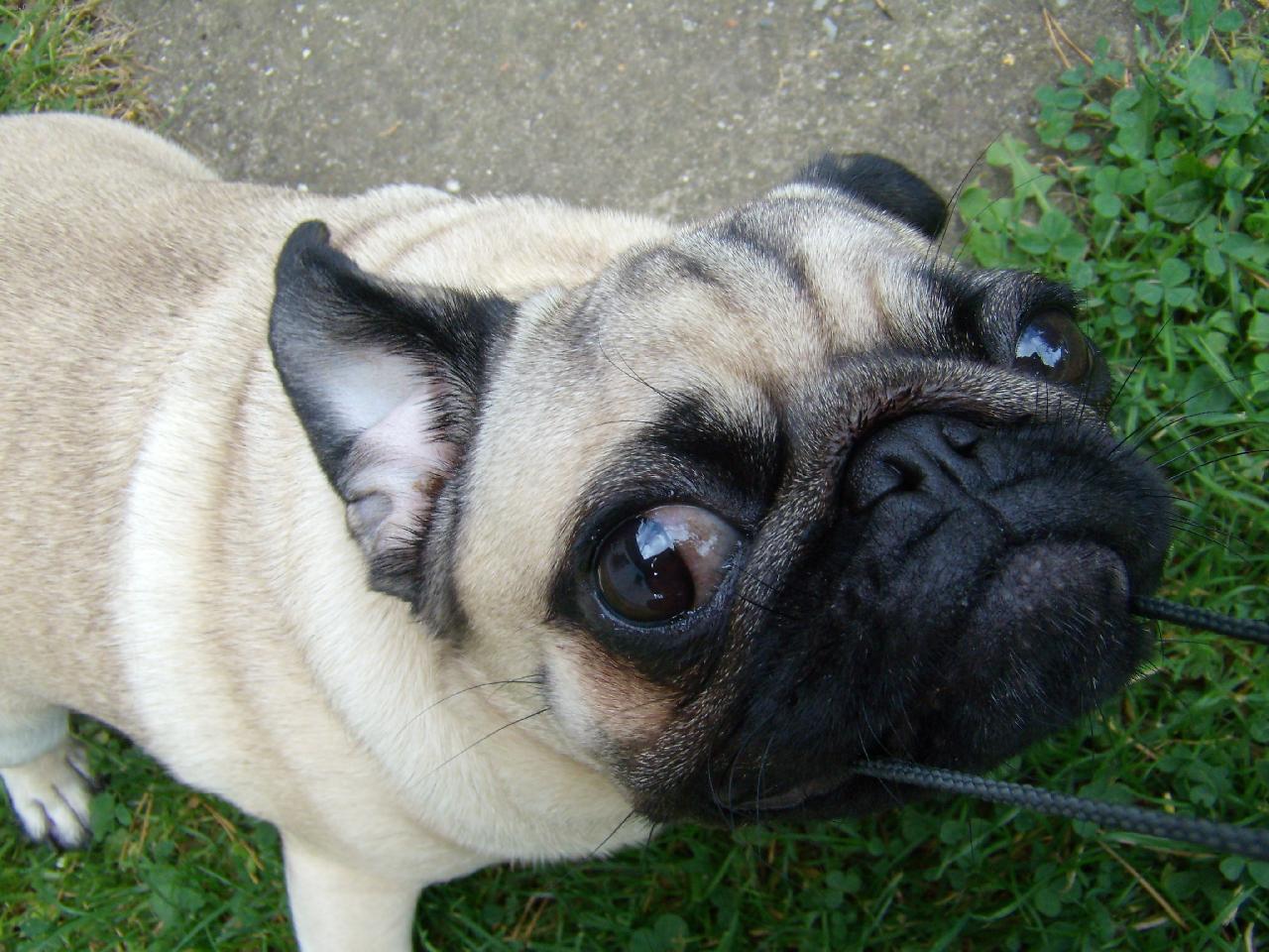 Foto: Molly-mops� hol�i�ka