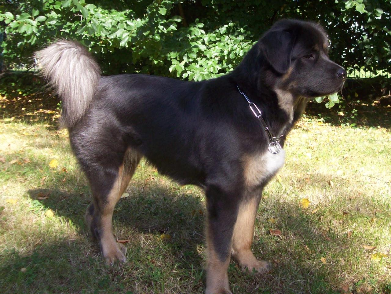 Foto: Bu-wa  Jomo  Laspro-na�e zlat��ko,�len na�� rodiny