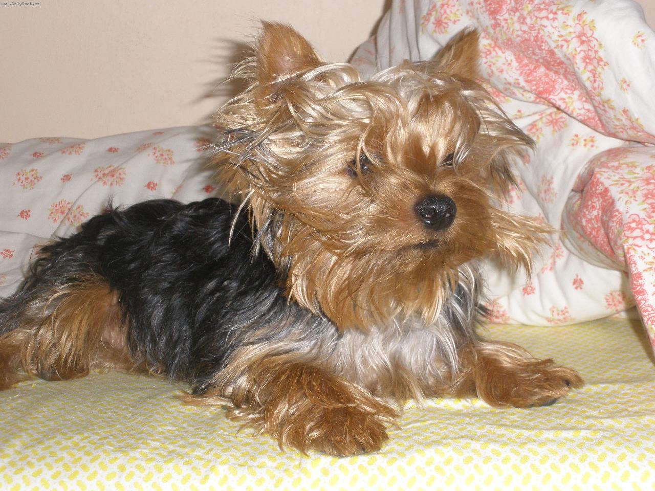 Foto: M�j mil��ek Terry-pr�v� vst�v�m:D