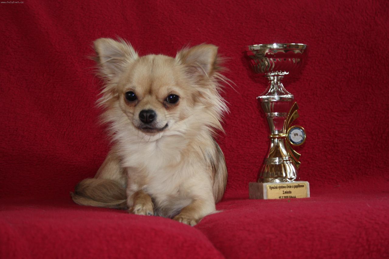 Foto: Istar -Chihuahua-�ivava