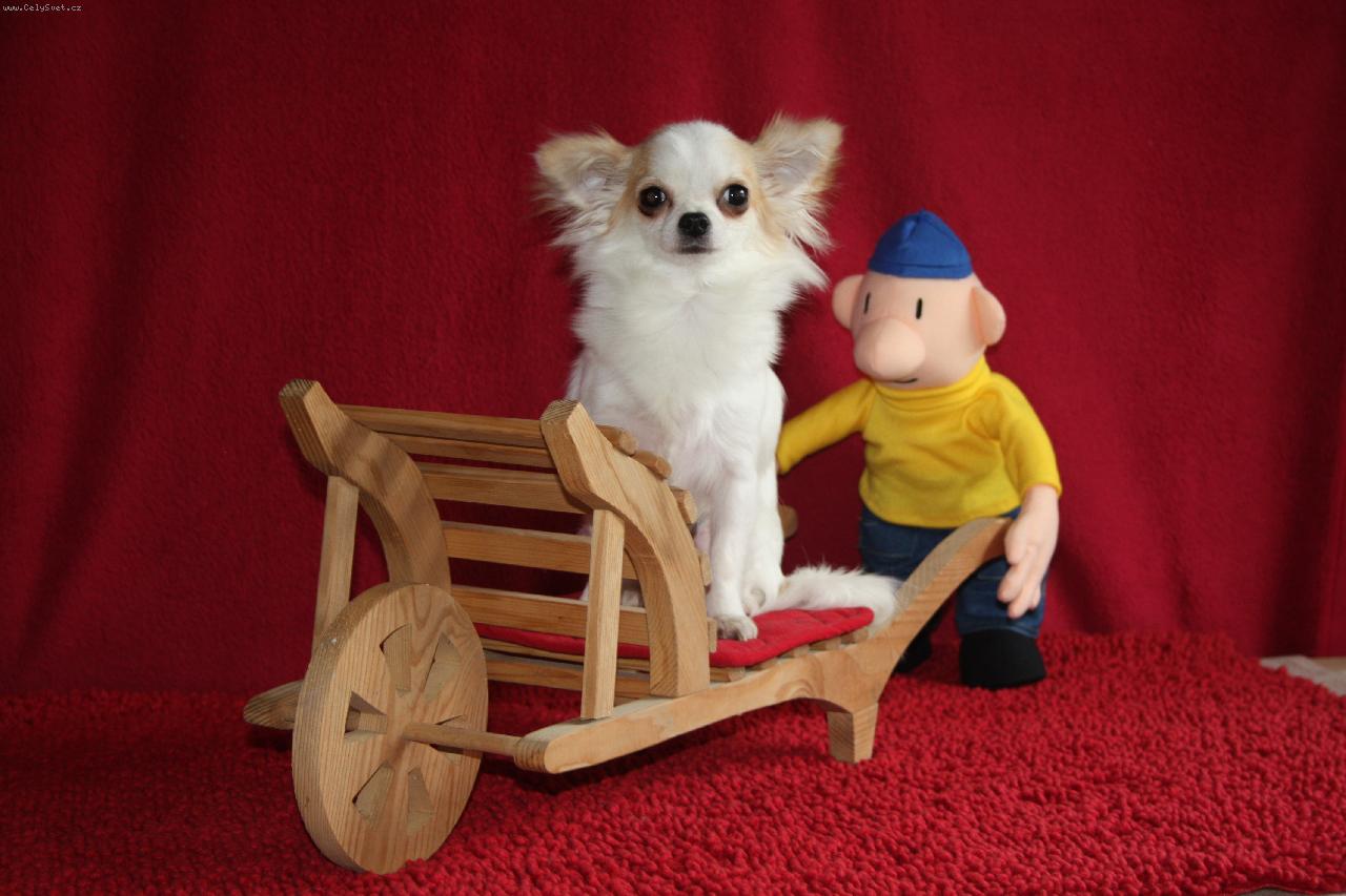 Foto: Na�a �ikytka Istarka-CHS FCI Ammeron-na�a chihuahua