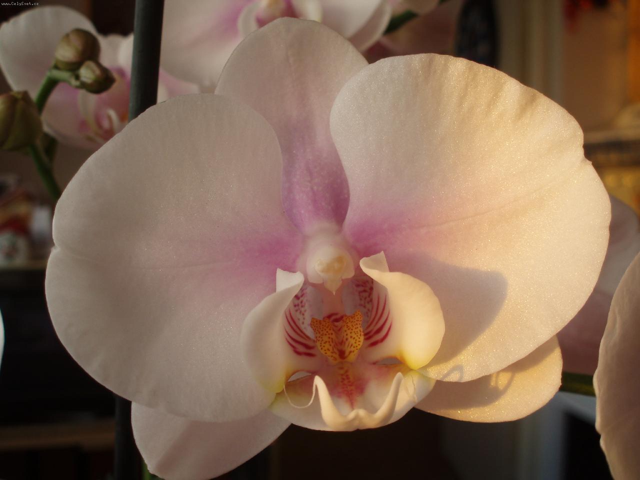 Foto: Phalenopsis-Detail kv�tu