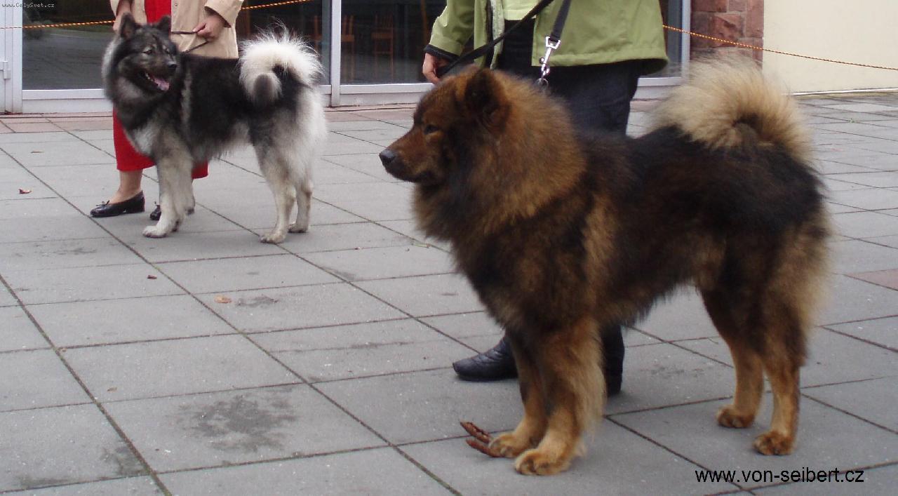 Foto: Eurasier - psi �ampioni-vlevo Elroy vom Lauen Quell, vpravo Amur vom Urstromtal