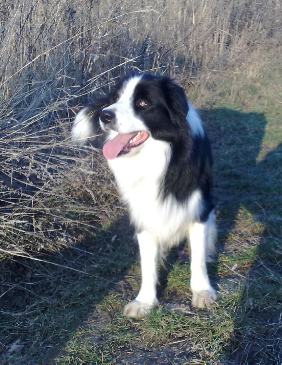 Foto: BEATLE PAUL TENDER FLASH