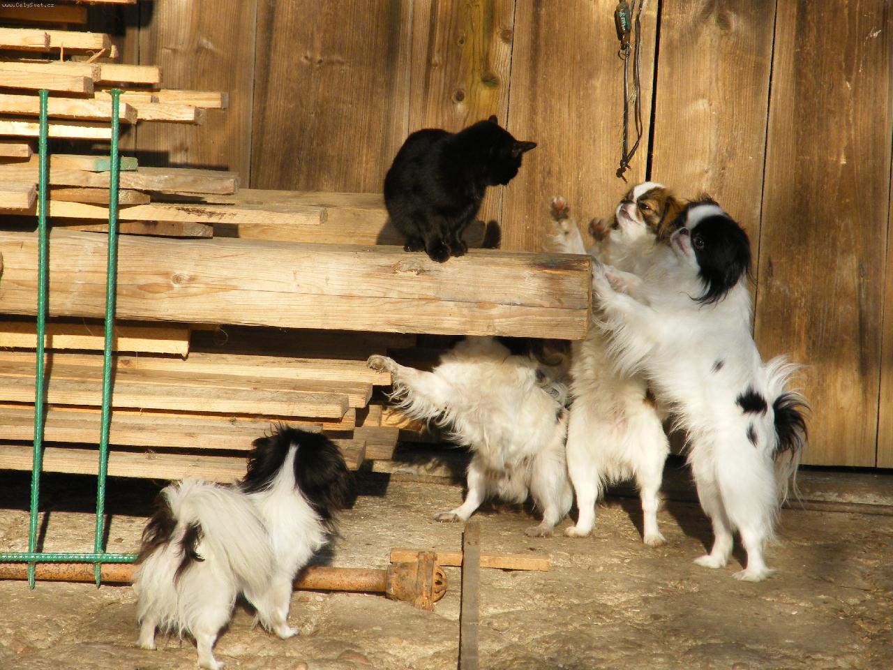 Foto: Japan-chin-Lov ko�ky