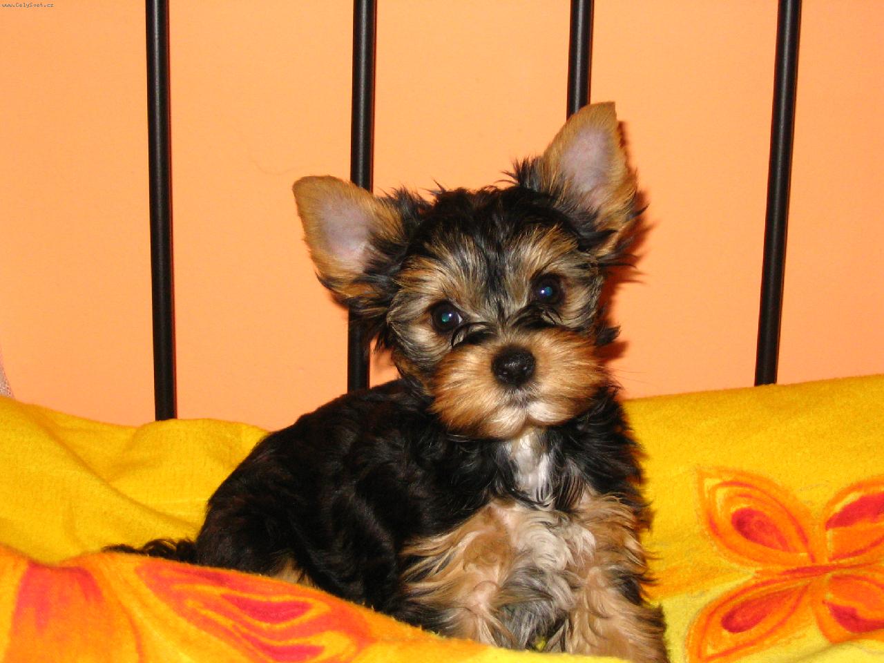 Foto: Aimee-netop�rek