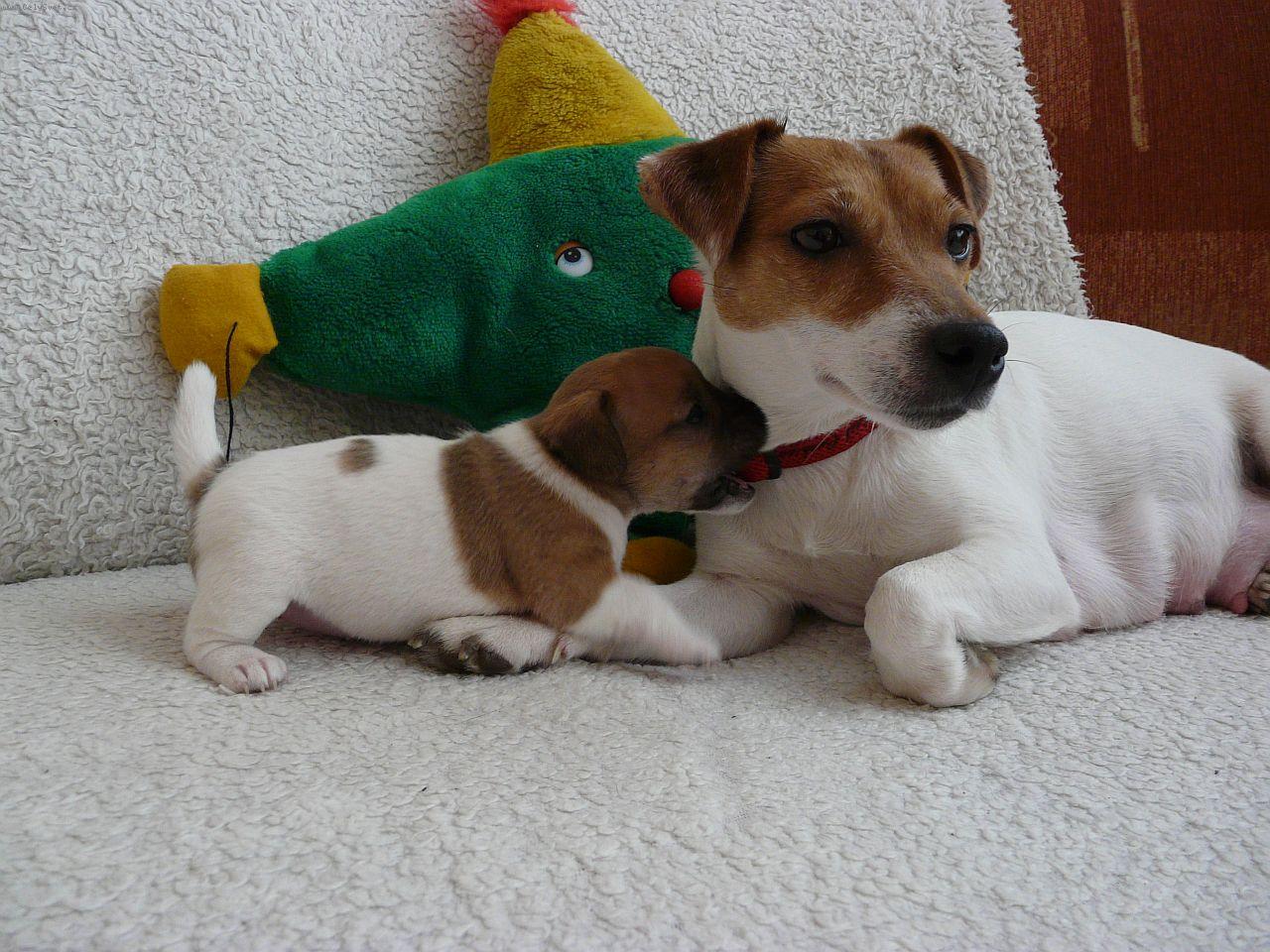 Foto: Malink� Celine Dion a maminka Fattynka-Narodila se jako nejmen��,131gr