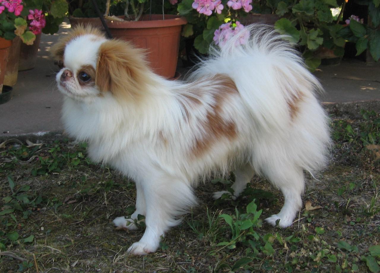 Foto: �ervenob�l� japan-chin-z It�lie