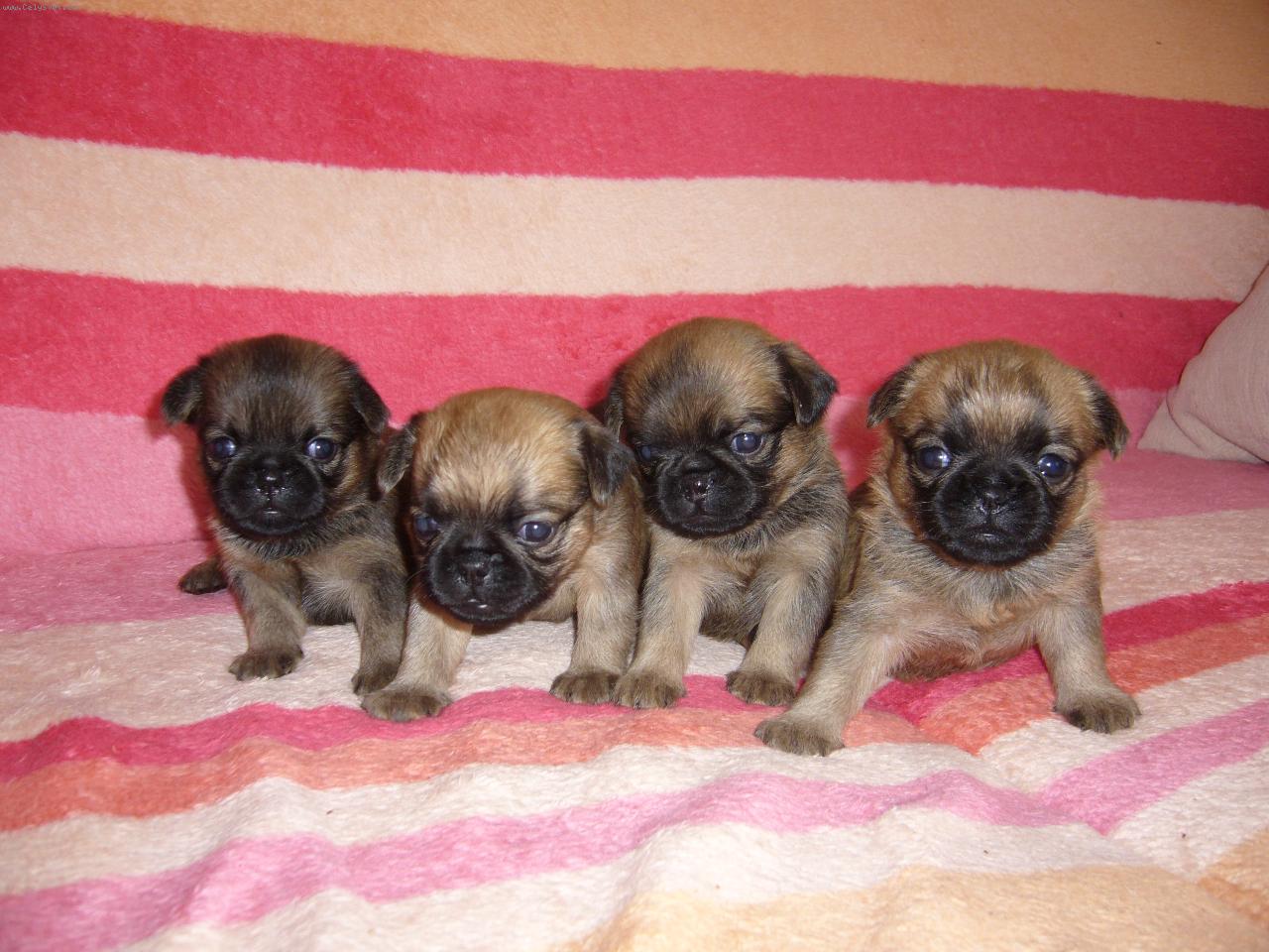 Foto: �t���tka z Francouzsk� lilie-Vrh A