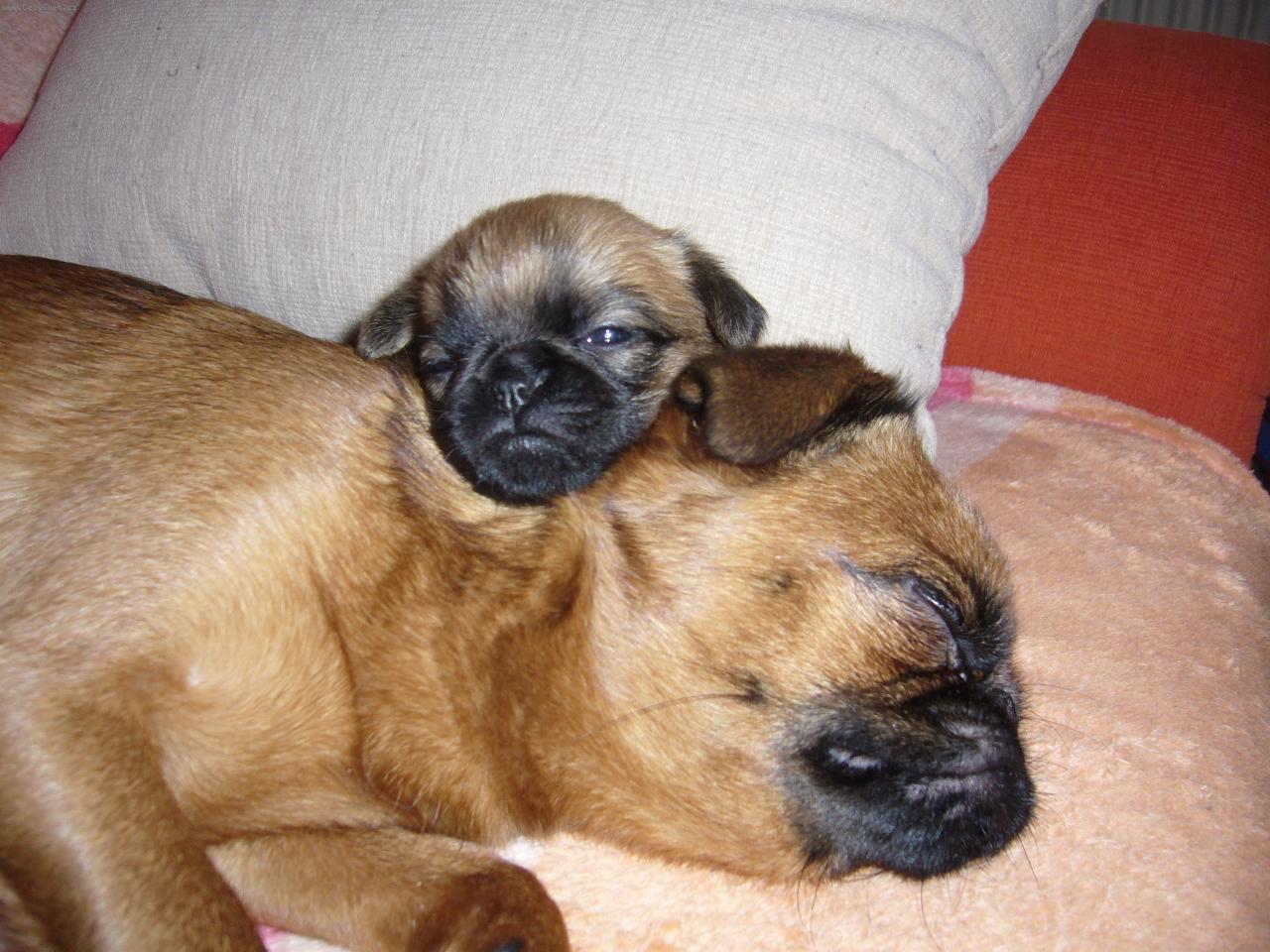 Foto: �t�n� s maminkou z chov. st. Francouzsk� lilie-Cibulka se �t���tkem