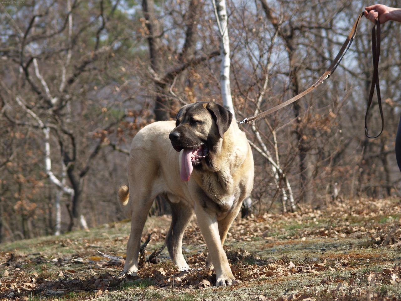 Foto: pes 10,5 m�s�ce