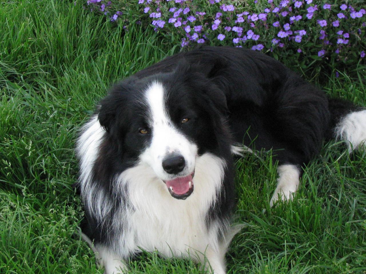 Foto: Beatle-Paul Tender Flash-jaro 2008