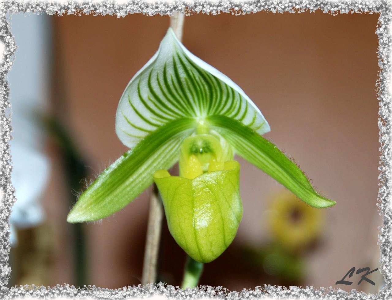 Foto: Paphiopedilum-Maudiae_Clair de Lune_Oriental Lawrence