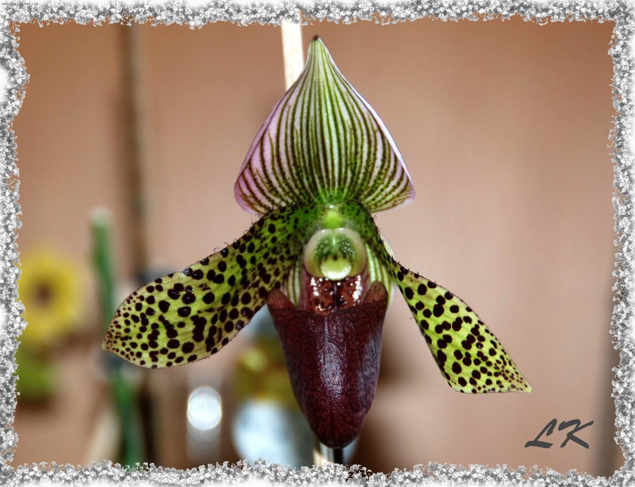 Foto: Paphiopedilum-Sukhakulii_Argus_Callosum_Maudiae col