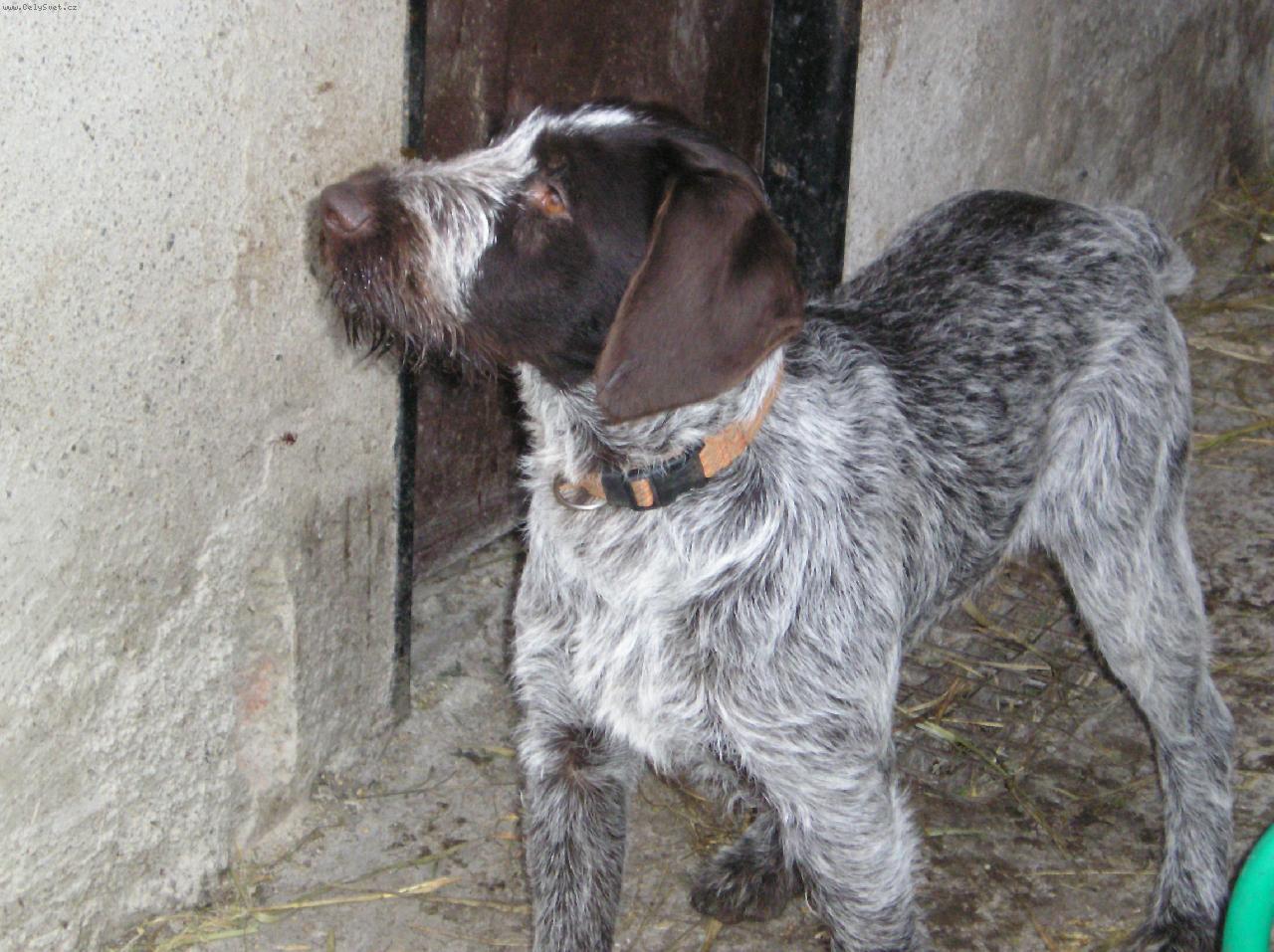 Foto: B�lka Od Pansk�ho rybn�ka-B�lka vystavuje ko�ku