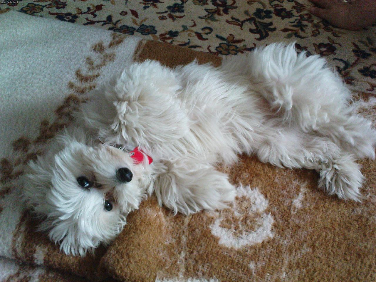 Foto: d�m si �lof�ka-Bettynka jde do hajan