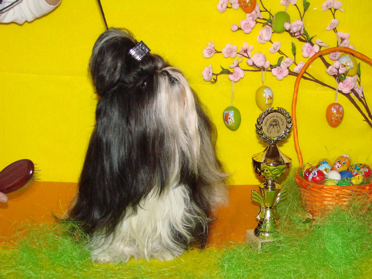 Foto: Vesel� velikonoce-Andul��ek