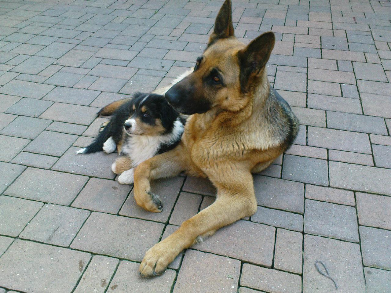 Foto: na�e holky-Ve dvou se to l�pe t�hne :)