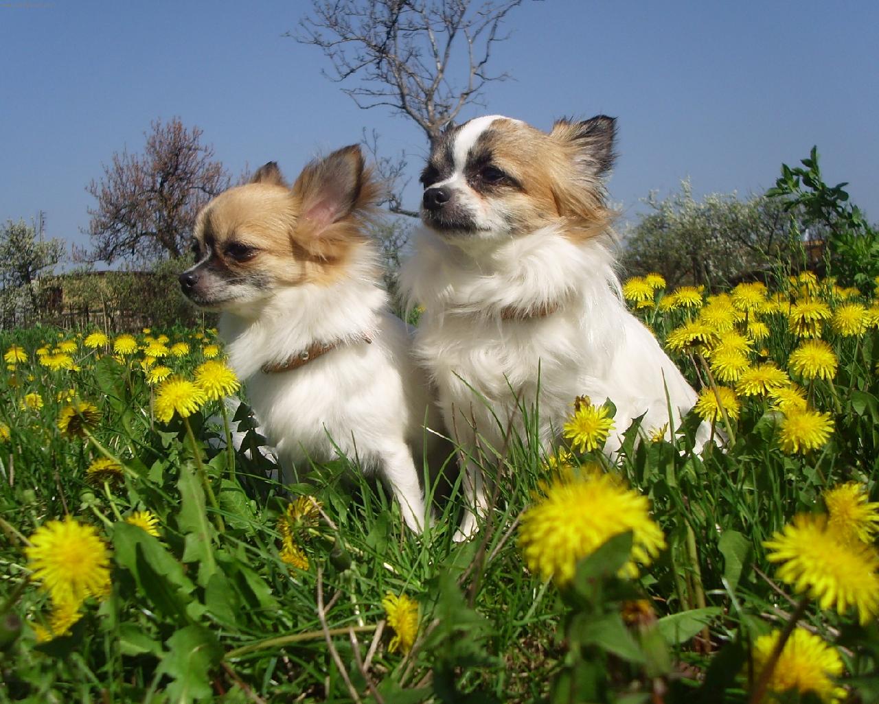 Foto: www.denelis.estranky.cz-Alise na Anita