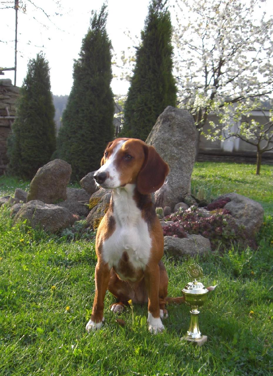 Foto: MVP �esk� Bud�jovice-V1,CAJC, BOB V�t�z plemene