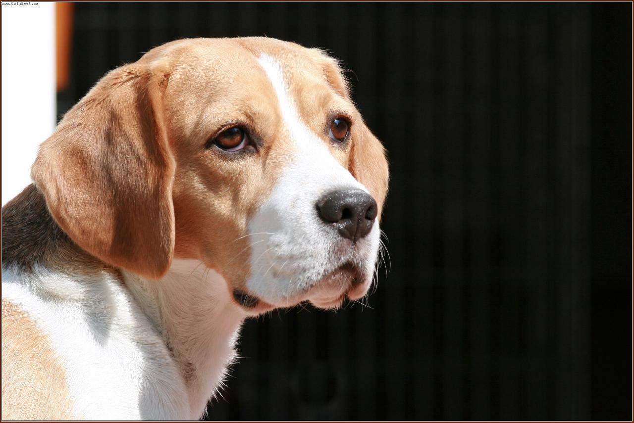 Foto: Akirka-Akira z Poodersk� krajiny - �esk� �ampion