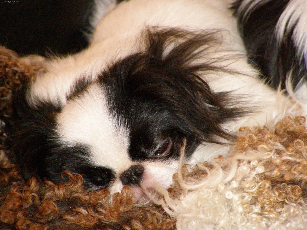 Foto: zalou�en� sp�nek-jap�nek v ko�e�in�