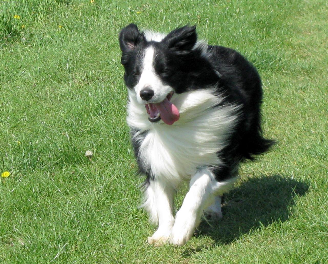 Foto: Beatle-Paul Tender Flash-s v�trem o z�vod........