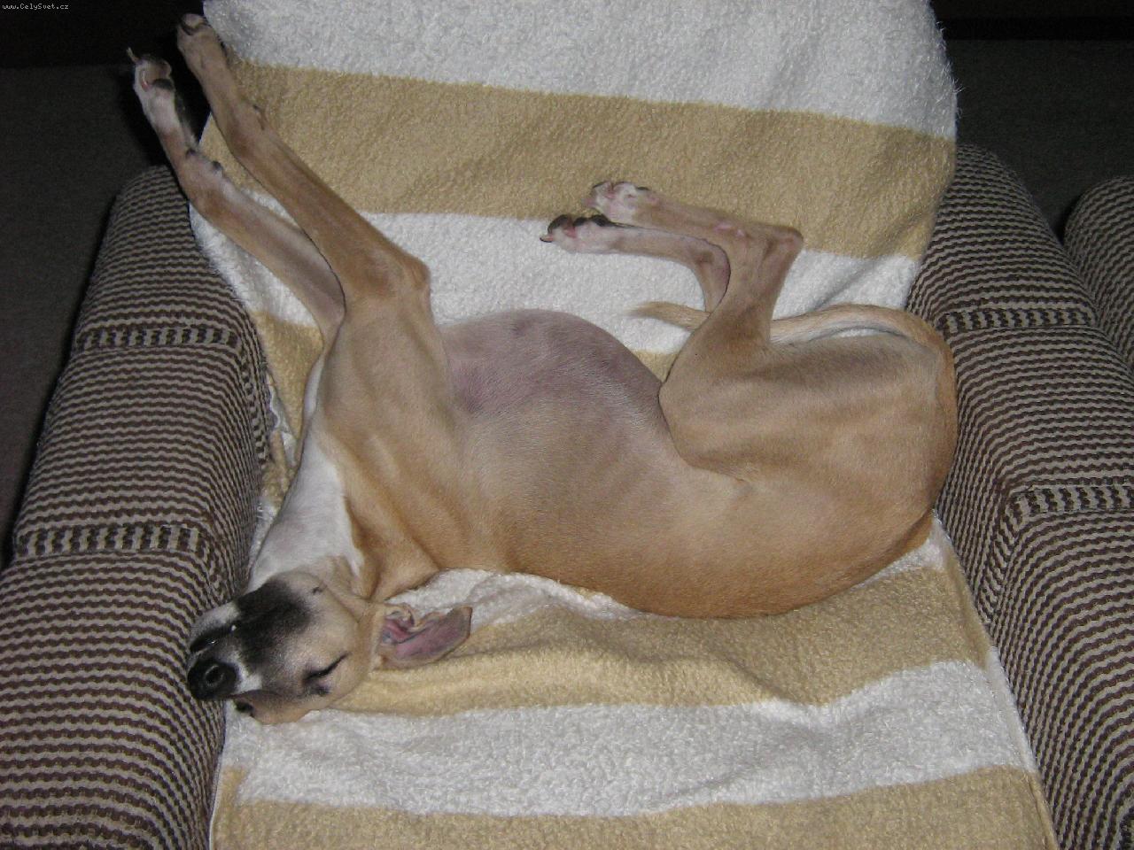 Foto: Alconnor Deixes-prost� ��asn�