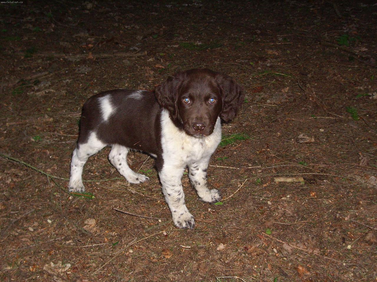 Foto: Ir ze Sezemsk�ch bore�k�