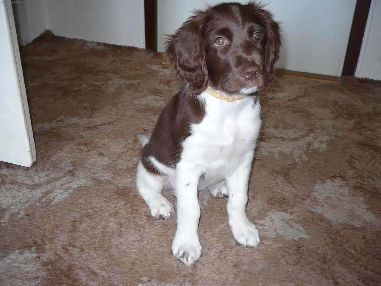 Foto: TAZI 9 T�DN�