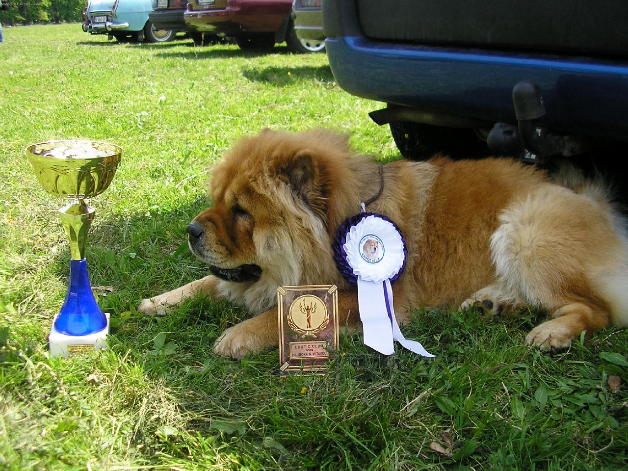 Foto: klubov� v�stava Exotic klubu-to v�echno je moje