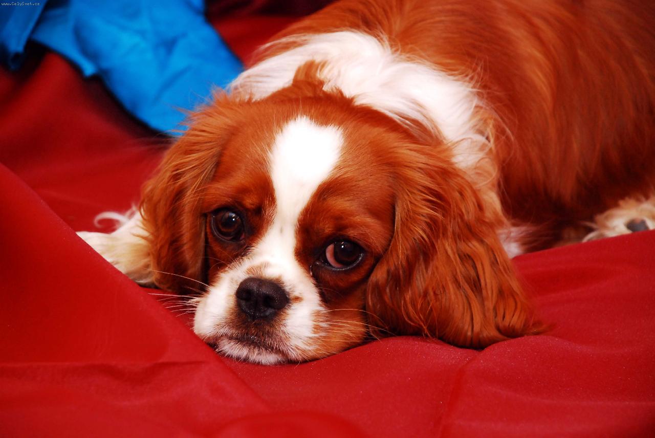 Foto: �okynka-Na�e zlat��ko