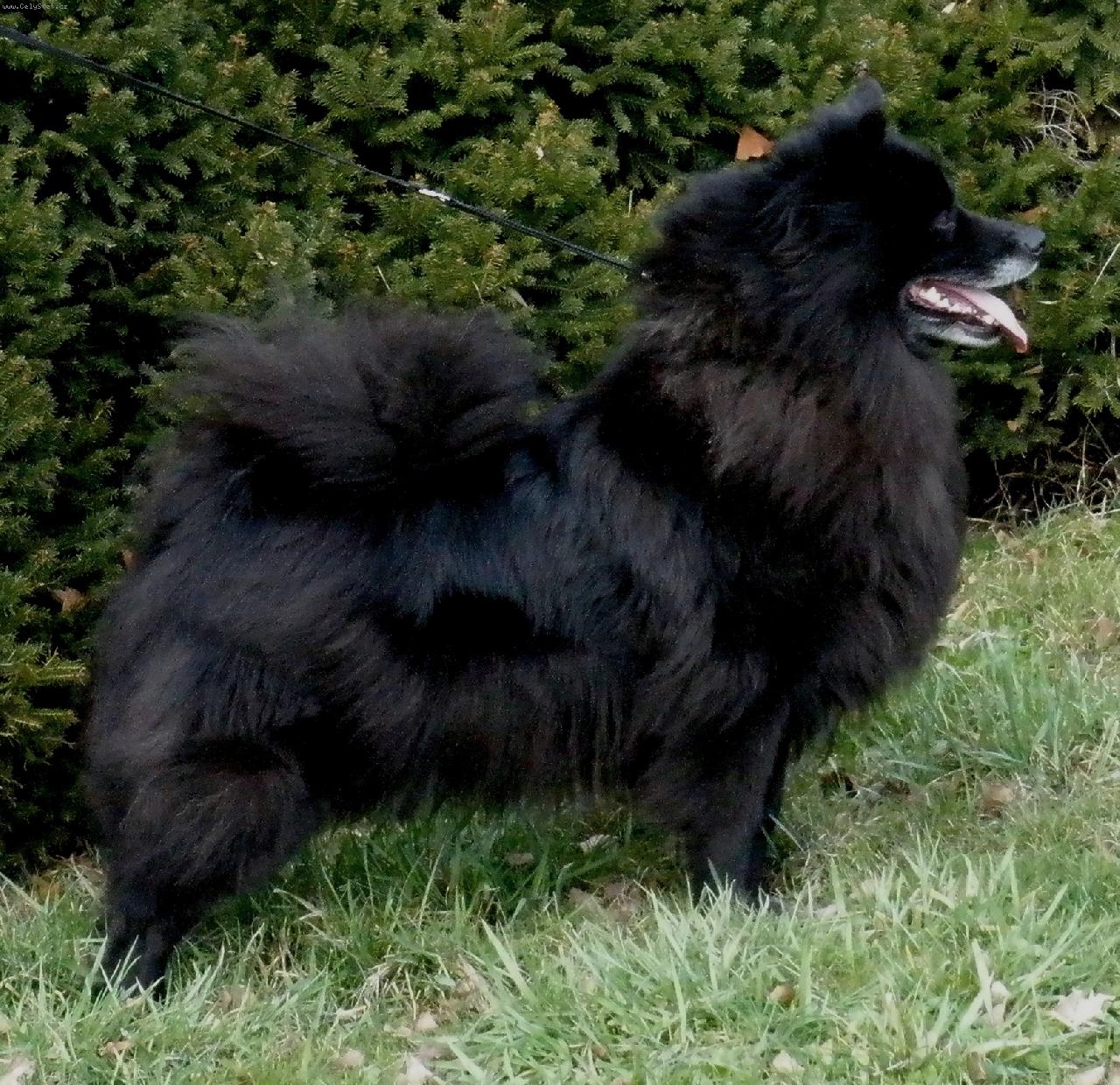 Foto: Aeimy Black Re-Jan Moravia velk� �ern� �pic-N�meck� �pic velk� �ern� Aeimy Black Re-Jan Moravia