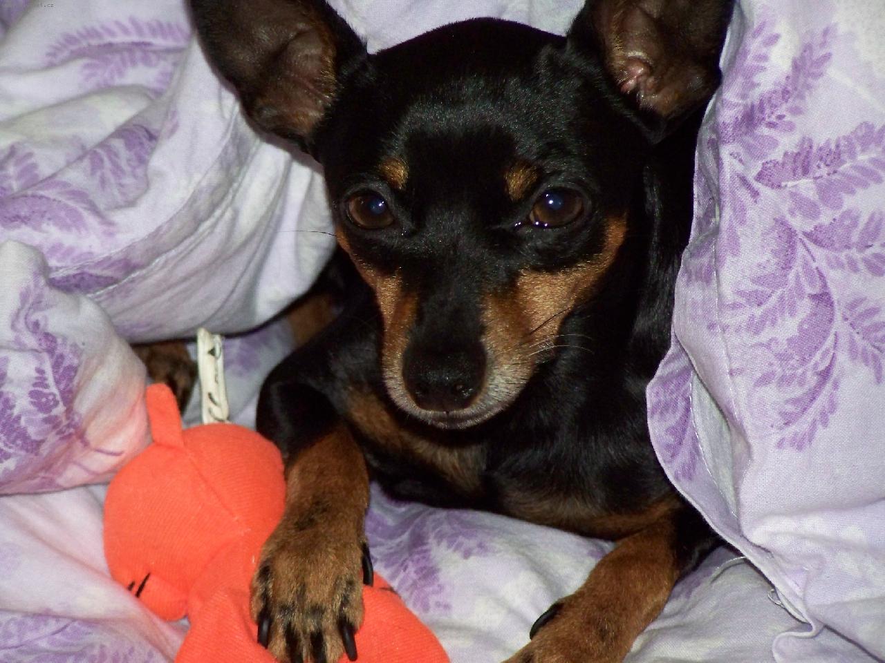 Foto: Naje�ek-tu hra�ku ned�m!