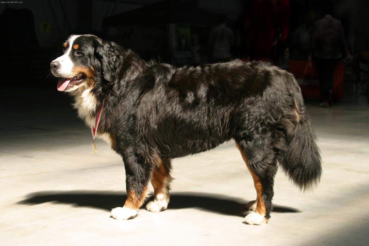 Foto: Dixie od Trotinskeho potoka-MVP PRAHA