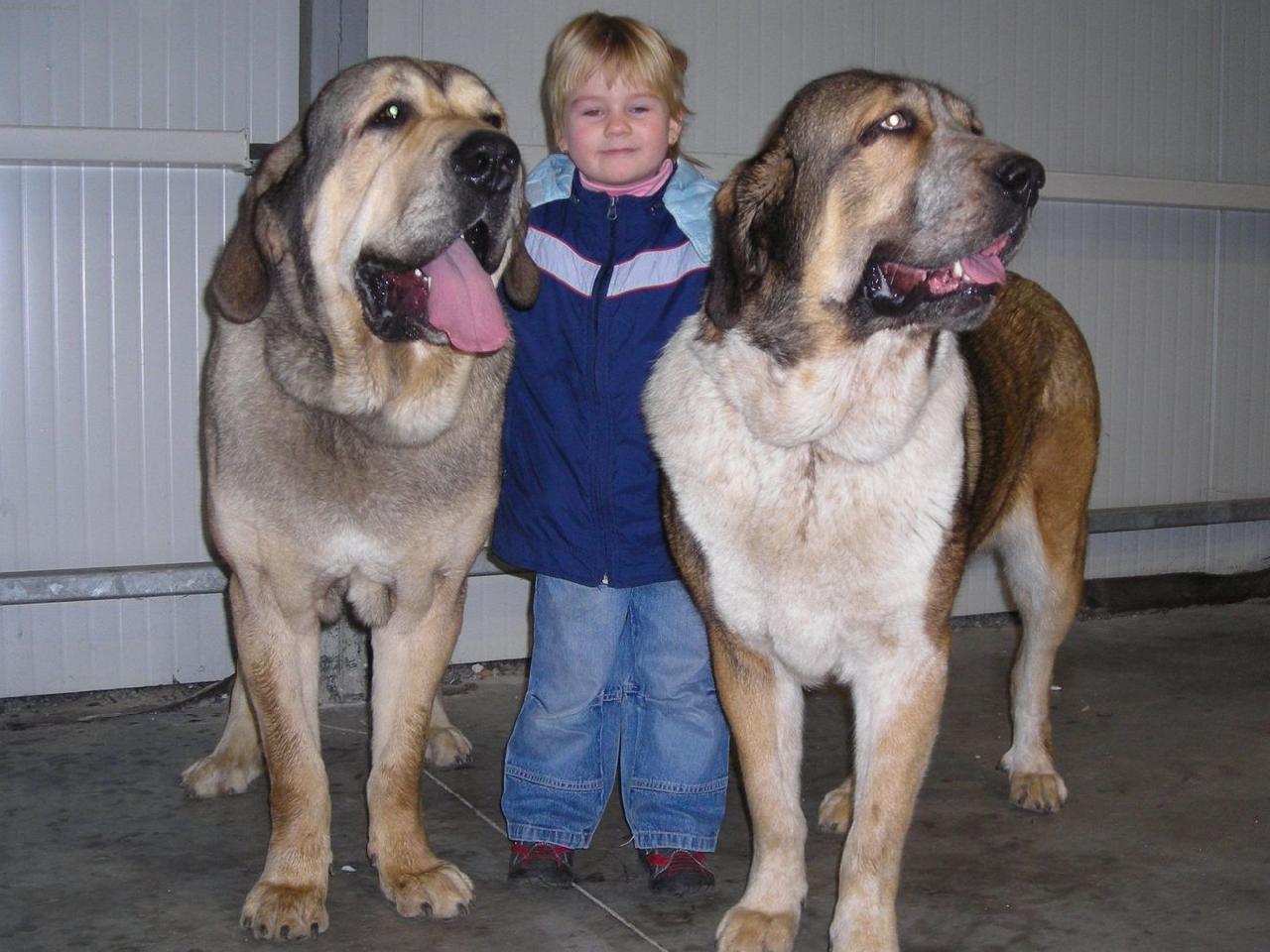 Foto: CHS z Polabsk�ch blat-Maru�ka hl�d� hafany (Freon z Kraje sokol� a Abbigail z Polabsk�ch blat)