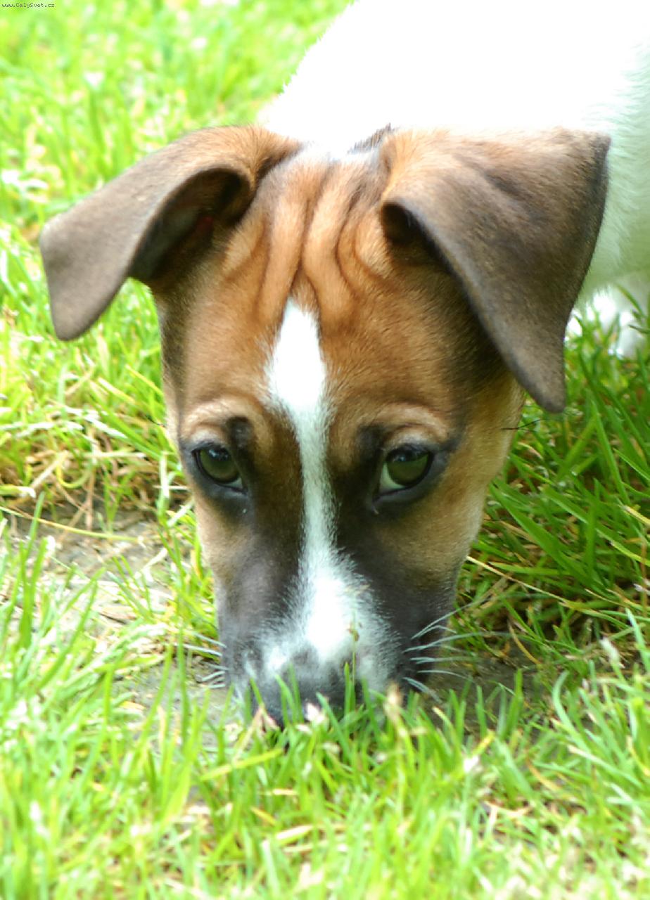 Foto: Tak malej a tolik vr�sek