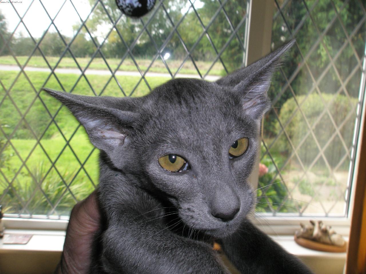 Foto: www.wix.com/baileys/baileys-nas netopyrek - orientalni kratkosrsta modra- www.wix.com/baileys/baileys