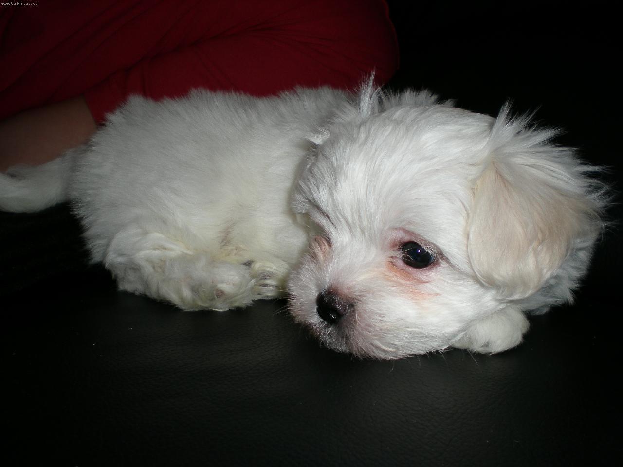 Foto: na�e Lilly-Tak to je na�e mal� ro��anda....