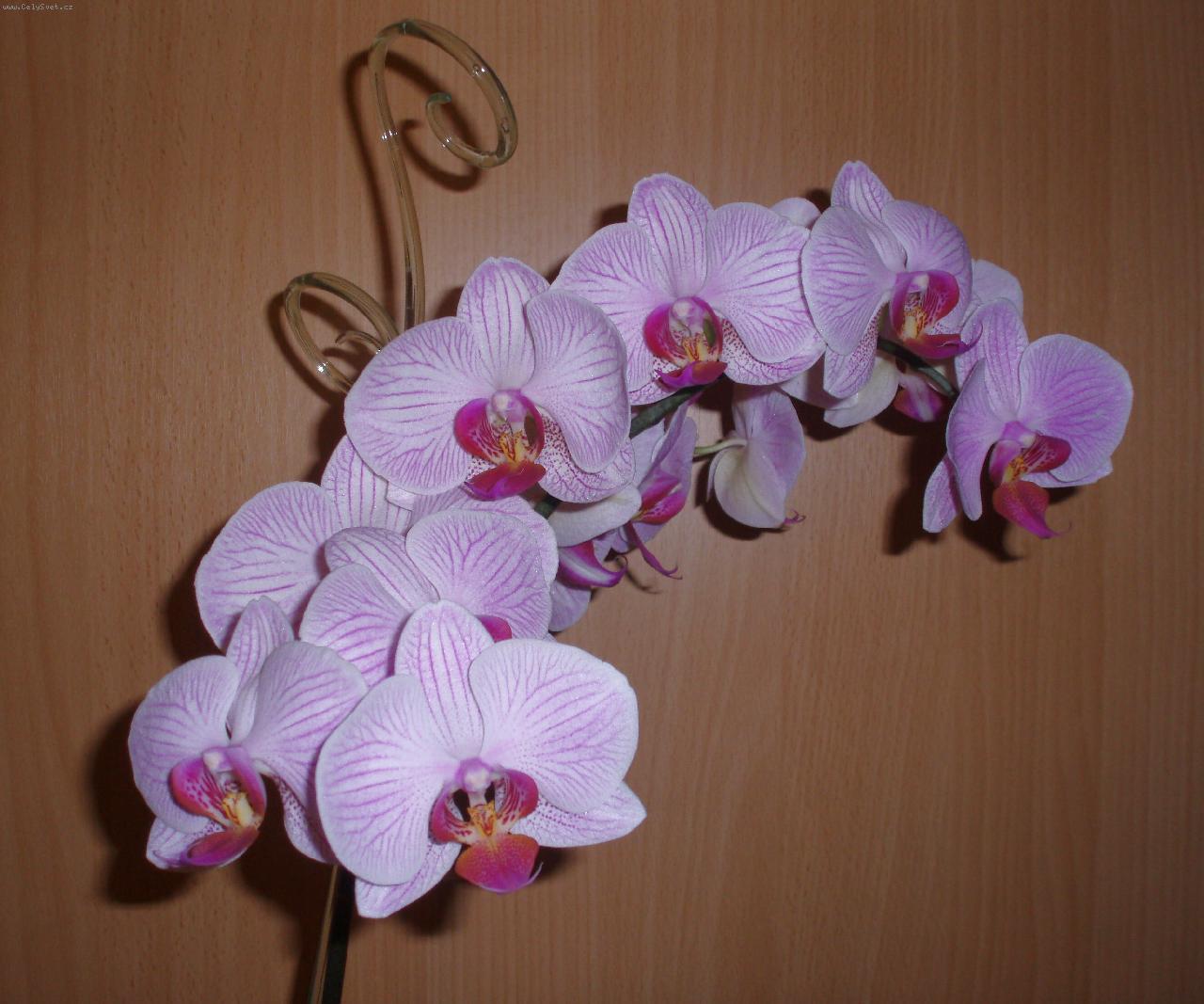 Foto: Faleponis-Rozkvetla do kr�sy