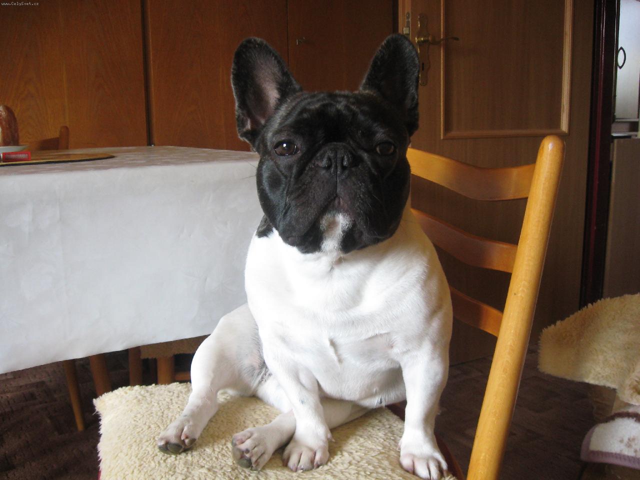 Foto: Andulka , na�e zlat��ko-Andulka sed� na �idli