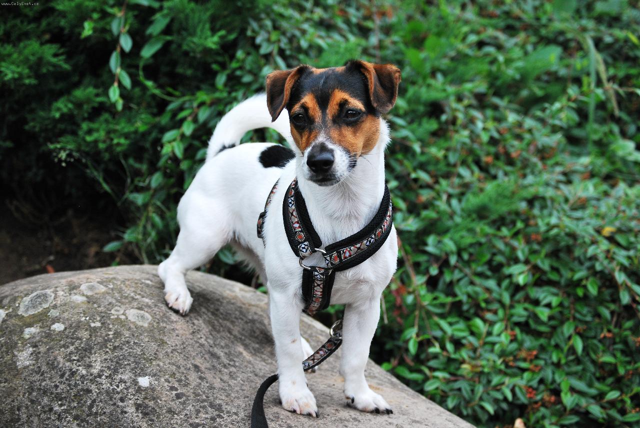 Foto: Na kameni :)-Eleanor v zoo :)