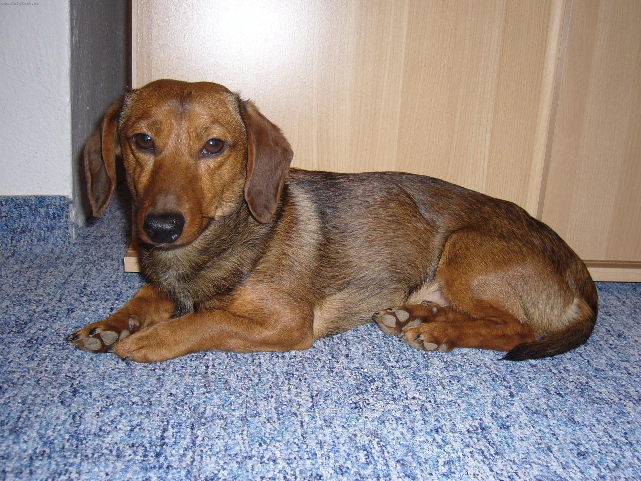 Foto: Bob�k Surikato z Ochozsk�ho lesa-Tak to je na�e zlat��ko...