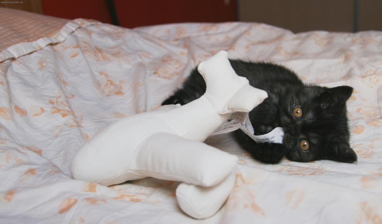 Foto: ET-to je m�j kocourek ET