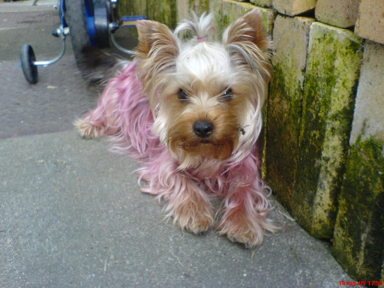 Foto: golddust/ biewer.. Pink yorkshire :o)-Ruzova Elisabeth