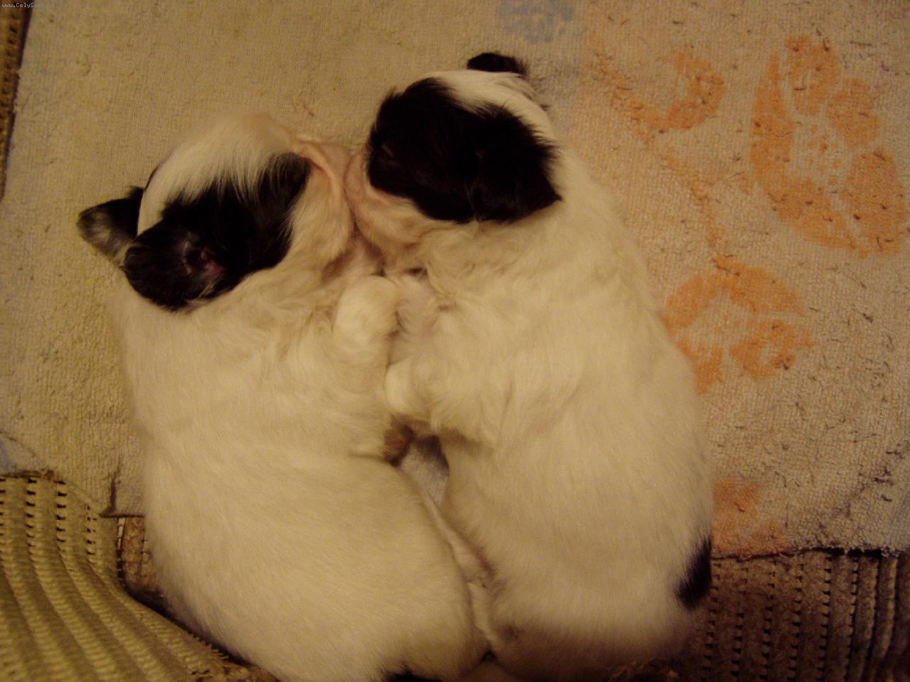 Foto: ve dvou se to l�pe t�hne..-dva sp��i